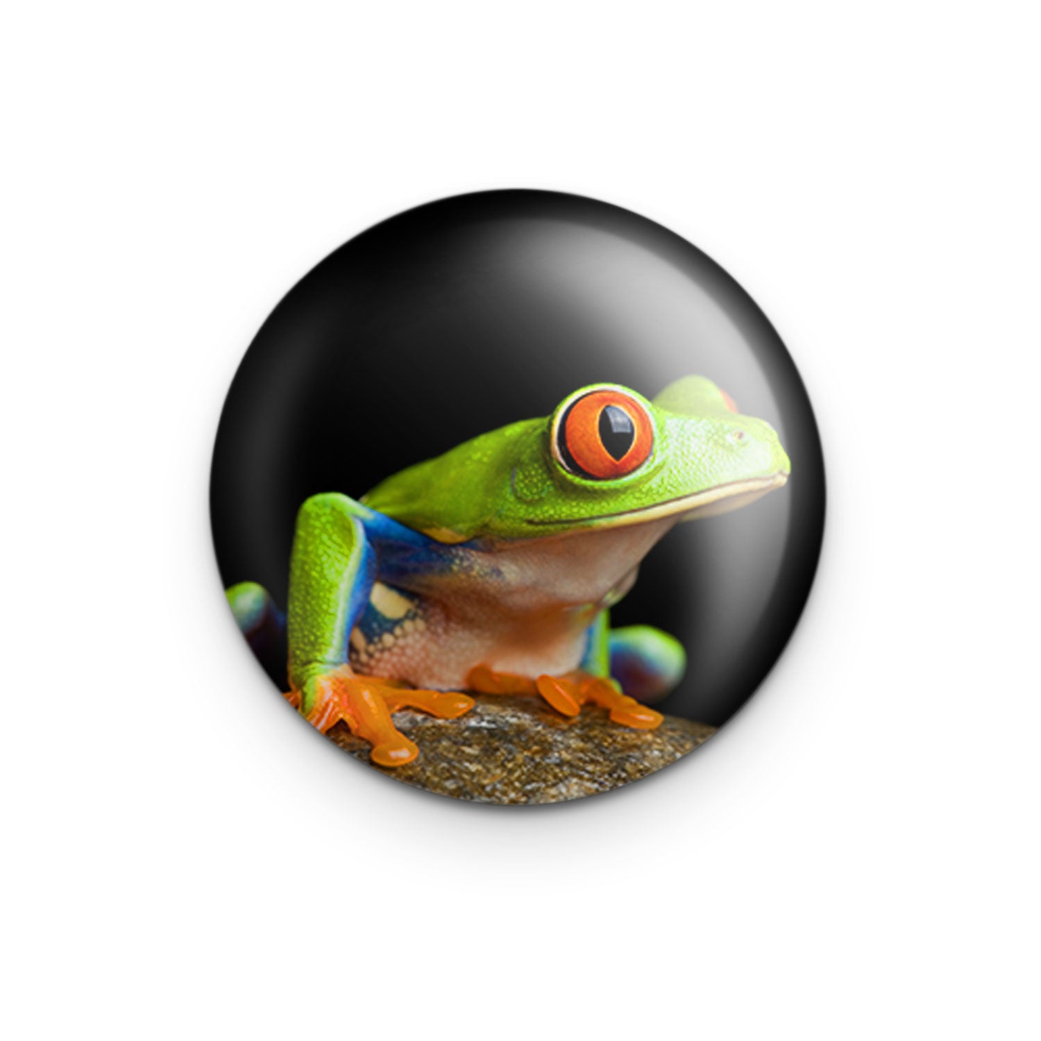 "Red Eye Tree Frog on Rock" - 1" Round Pinback Button