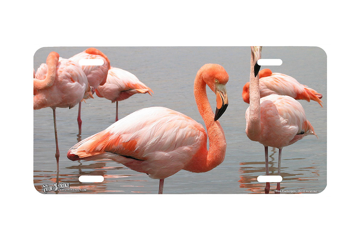 "Pink Flamingos" - Decorative License Plate