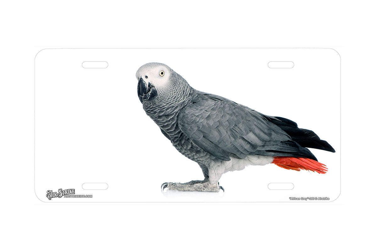 "African Grey" - Decorative License Plate